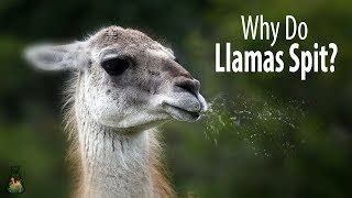  ¡Llama Llama Spit Spatter te enseña la importancia de compartir y de resolver conflictos!